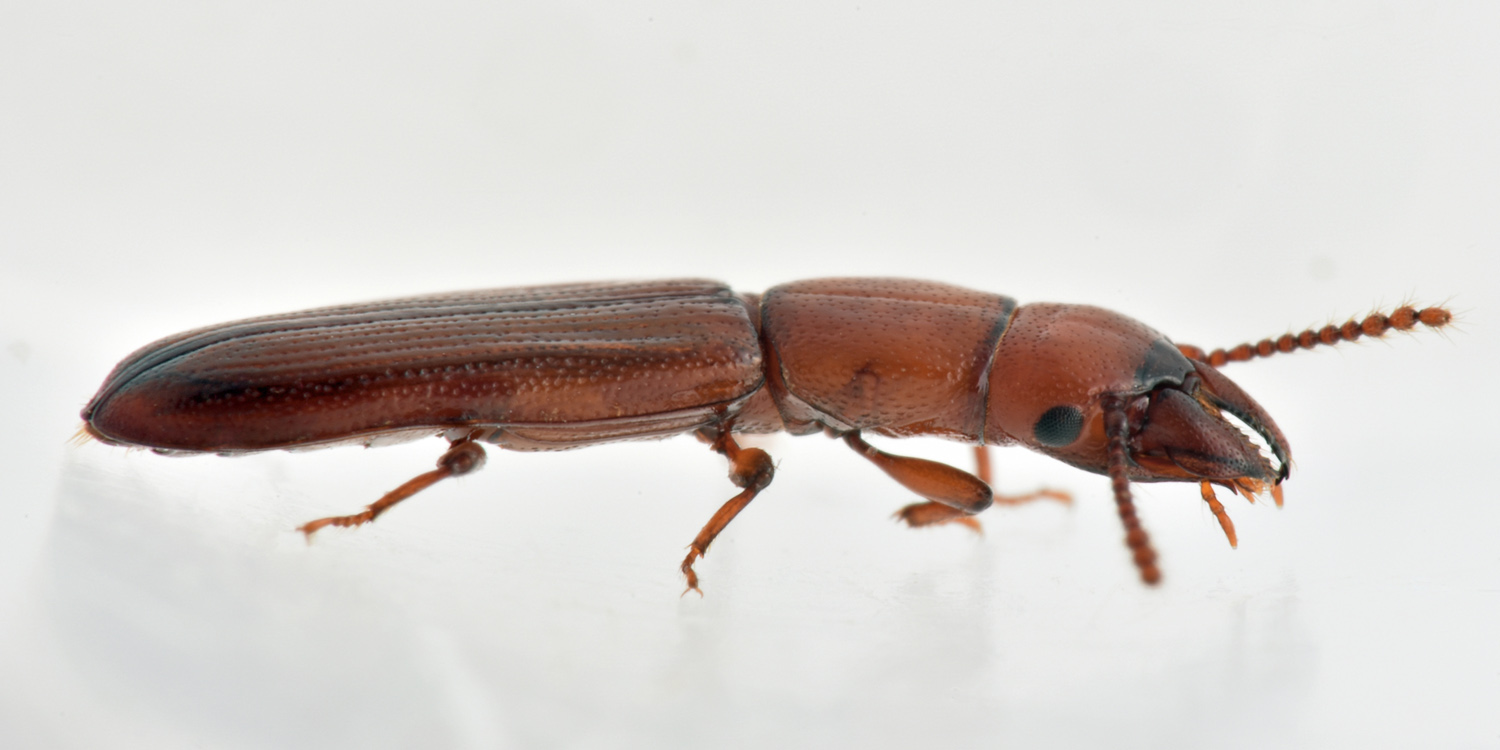 Prostomidae: Prostomis mandibularis